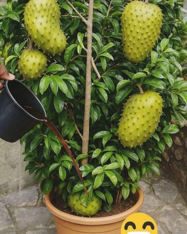 El secreto natural para hacer florecer y dar frutos a tus plantas en maceta