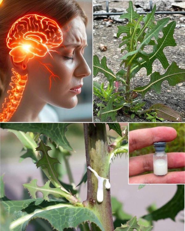 Lechuga espinosa (Lactuca serriola): propiedades y beneficios de esta planta silvestre