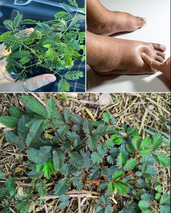 El poder de la Mimosa Pudica: beneficios seguro no conoces