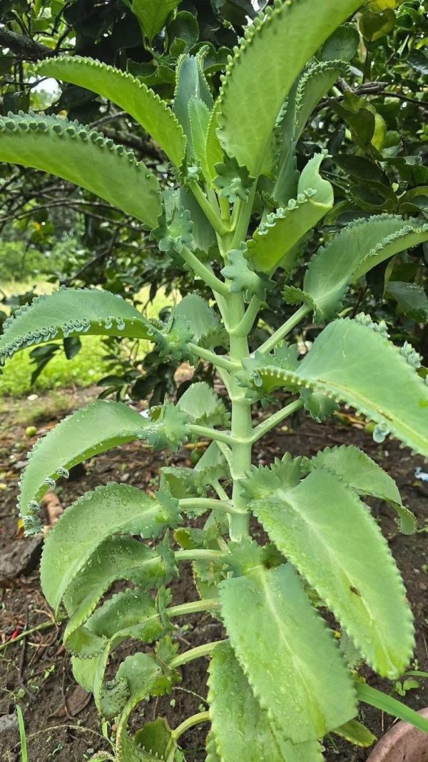 BENEFICIOS DEL KALANCHOE QUE SEGURA NO CONOCES