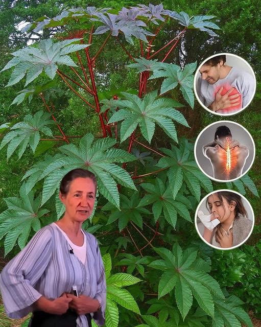 Hojas de Ricino: El Poder Curativo Olvidado de la Naturaleza