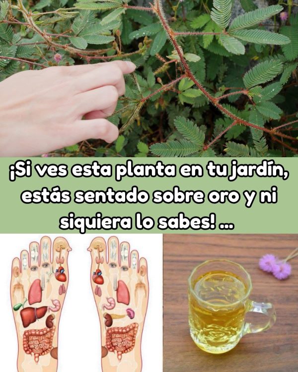 Mimosa Pudica: Beneficios y Usos Medicinales de la Planta Sensitiva