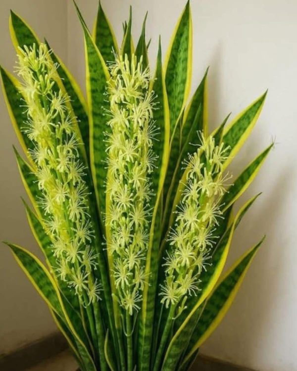 Descubre cómo hacer florecer la Sansevieria o Lengua de Suegra muy bonita