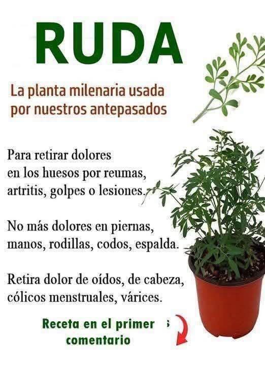 Descubre todos los Beneficios de la Ruda