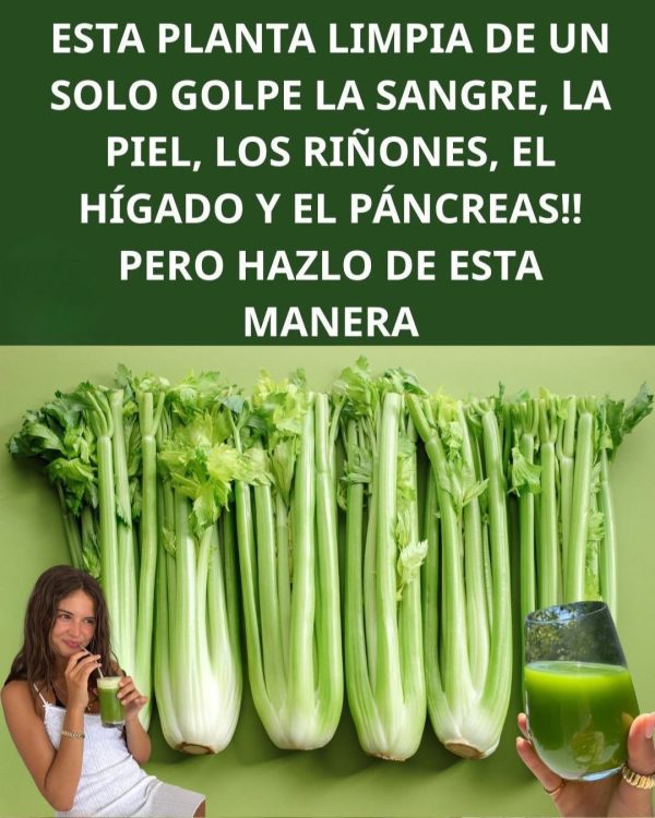 Apio para los Riñones y el Hígado: El Depurador Natural que tu Cuerpo Agradecerá