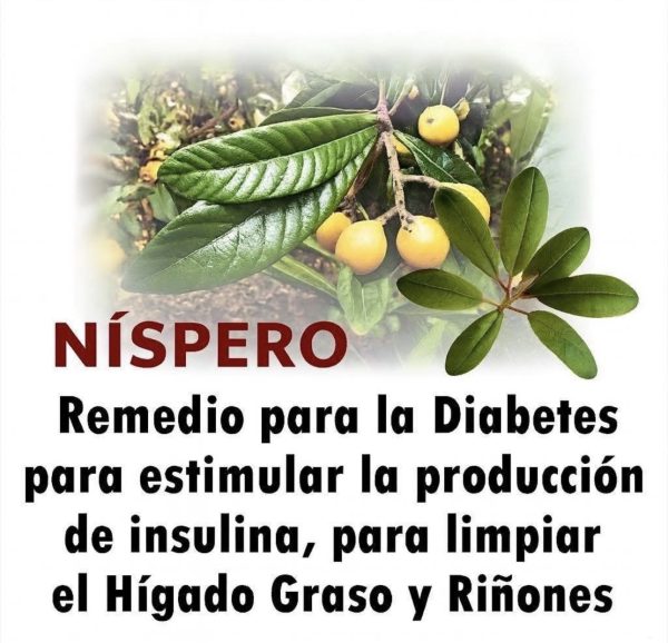 Cómo usar las hojas de níspero para tratar diferentes dolencias