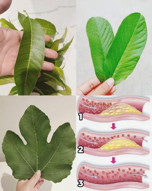 BENEFICIOS DE LAS HOJAS NATURALES PARA COMBATIR DIABETES HÍGADO GRASO Y MEJORAR CIRCULACIÓN