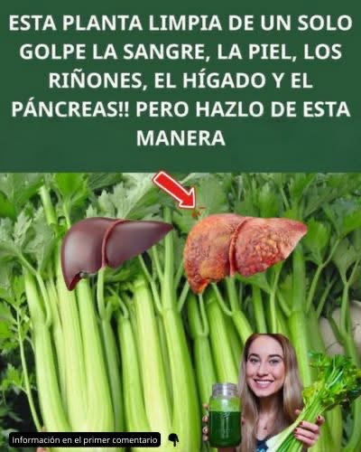 Apio: La Verdura Milagrosa que Limpia Sangre, Riñones y Más