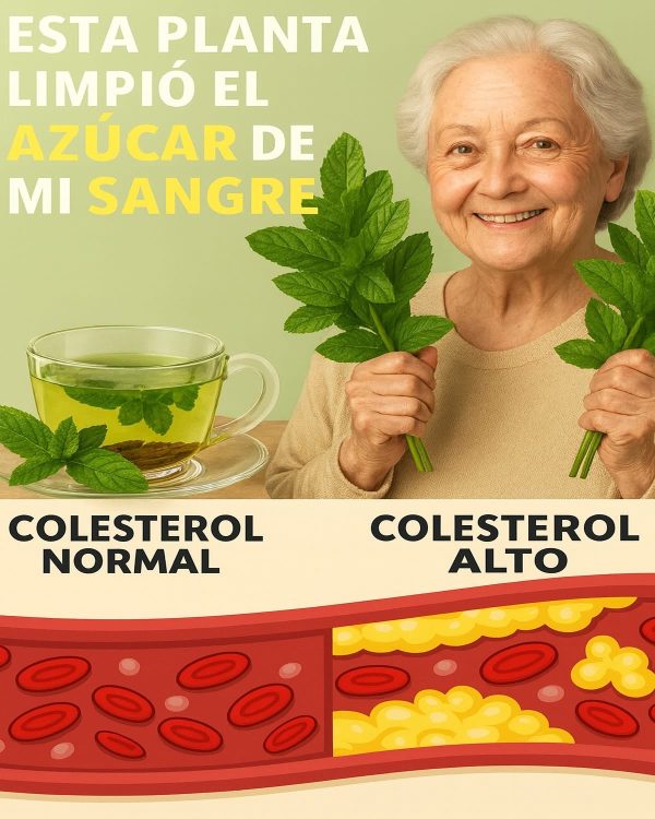 El Milagro Silencioso de la Hoja Verde que Miles de Mexicanos Mayores de 60 Están Usando para Apoyar Niveles de Glucosa, Colesterol y Reducir la Panza