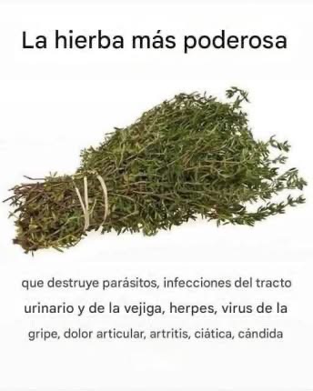 LA HIERBA MÁS POTENTE QUE DESTRUYE PARÁSITOS, INFECCIONES DEL TRACTO URINARIO Y DE LA VEJIGA, HERPES Y VIRUS DE LA GRIPE