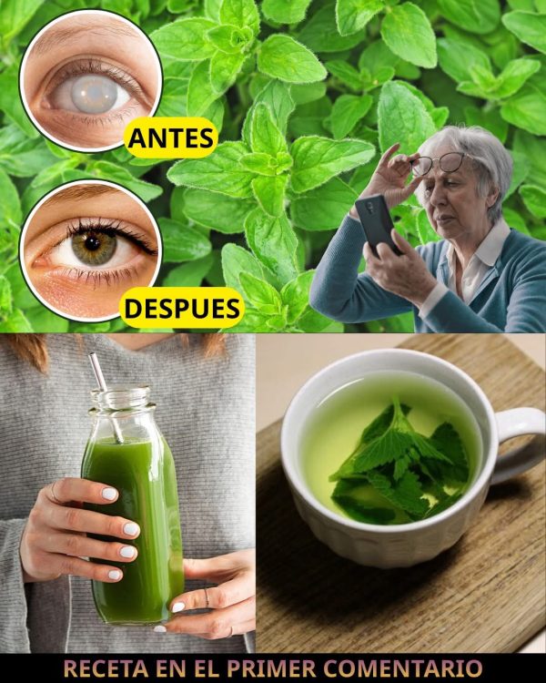 El poder del Orégano Orejón: limpia tus riñones, mejora la vista y fortalece tu cuerpo