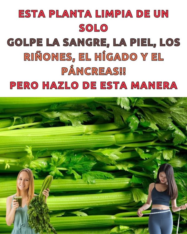 Apio para los Riñones y el Hígado: El Depurador Natural que tu Cuerpo Agradecerá