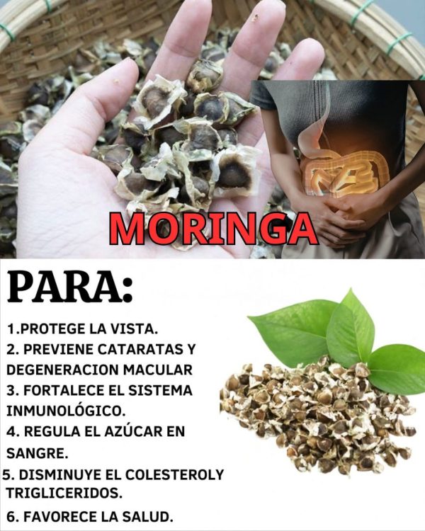 Moringa para la vista: el secreto natural para cuidar tus ojos y mejorar la visión