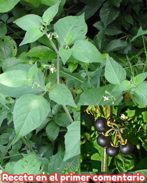 Hierba Mora: Beneficios y Remedios caseros natural