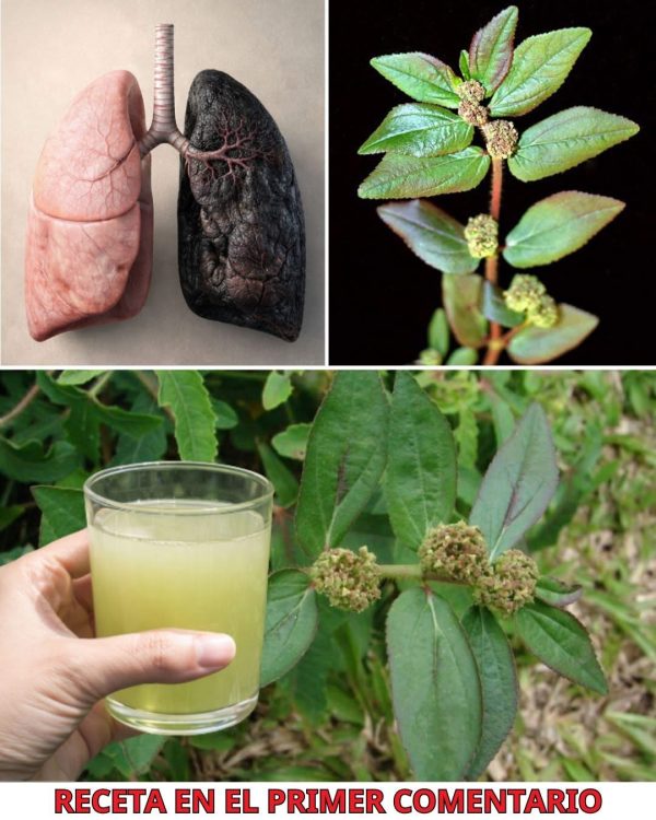 Euphorbia hirta: la planta para el asma que puede revolucionar su salud