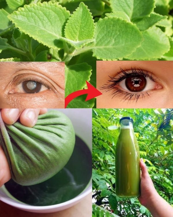 El poder curativo de la naturaleza para tus ojos
