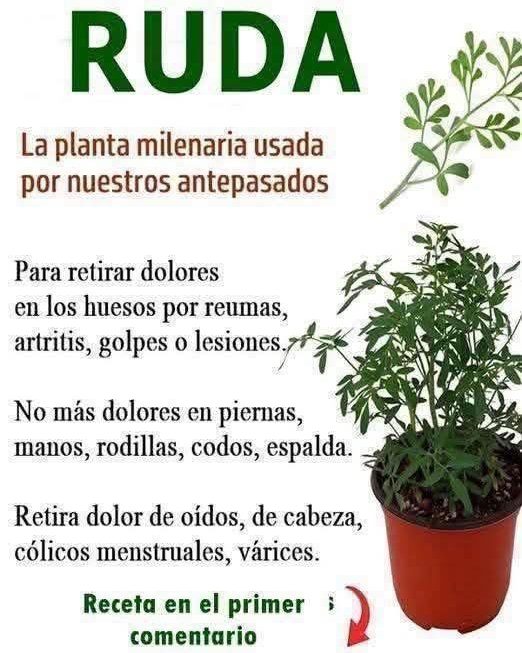 Va Ruda Ruda: beneficios y propiedades - DocMod