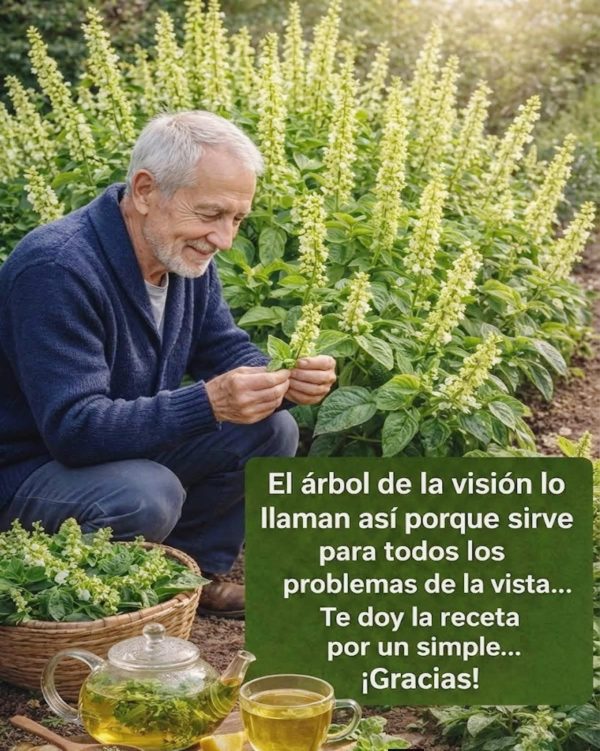 Para qué sirven las hojas de albahaca: beneficios y formas de uso