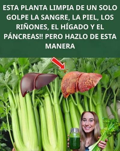 Jugo de apio para limpiar riñones, hígado y pulmones