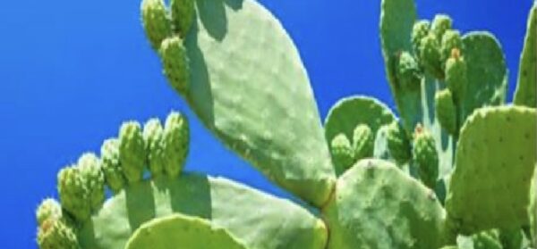 NOPAL O CACTUS CONOCIDO COMO PLANTA DE LA VIDA