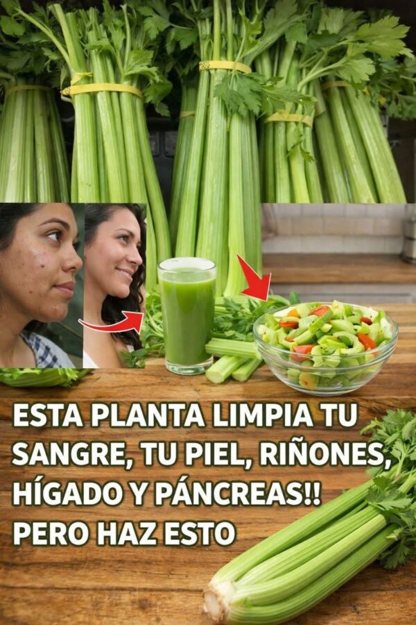 El apio es una verdura que muchas personas incluyen en su rutina diaria por su frescura y bajo aporte calórico