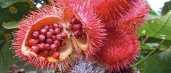 TE REVELAMOS EL PODER DEL ACHIOTE PARA DESINFLAMAR LA PRÓSTATA ANTES DE NO CONOCIDO