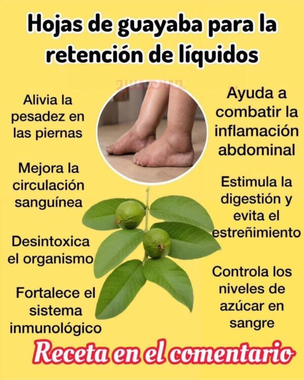 Descubre los Beneficios del Té de Hojas de Guayaba para Combatir la Retención de Líquidos