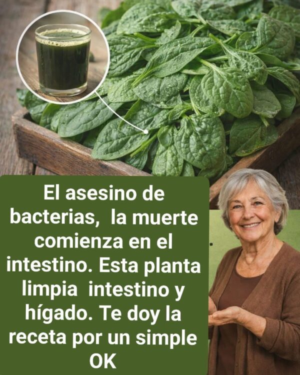 EL PODER SILENCIOSO DE LA ACELGA: UN ALIADO NUTRICIONAL PARA LA SALUD INTEGRAL
