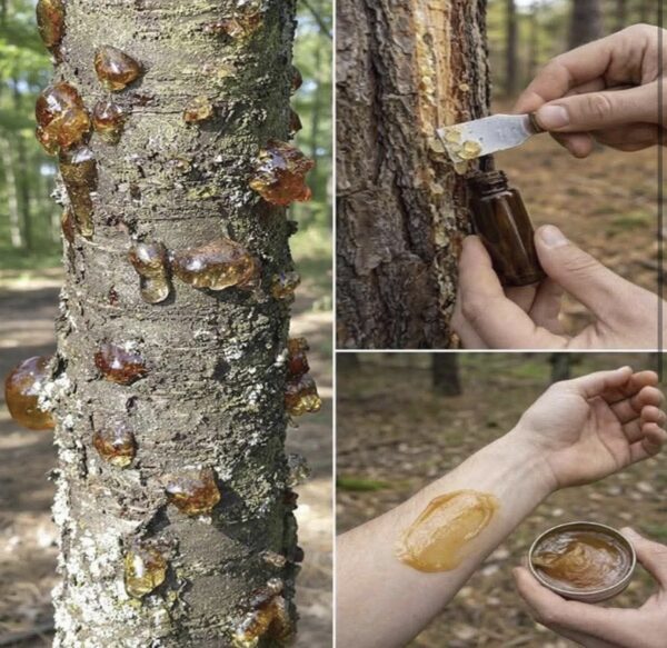 La Resina Olvidada que Vale Oro: El Tesoro Natural que Pocos Supieron Reconocer
