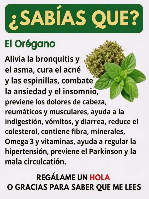 de orégano orejón: beneficios y cómo prepararlo