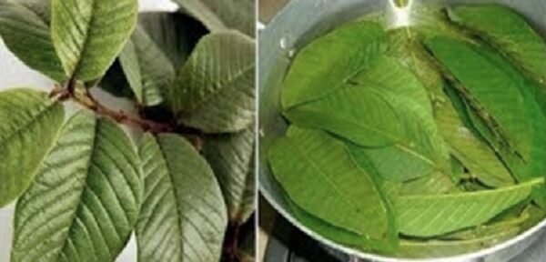 1 SOLA HOJA DE GUAYABA HACE MAGIA EN EL CUERPO, RESULTADOS COMPROBADOS: BENEFICIOS DE LAS HOJAS DE GUAYABA