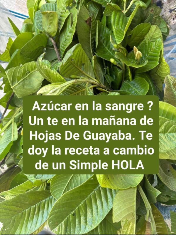 Té de Hojas de Guayaba: beneficios, propiedades y como prepararlo