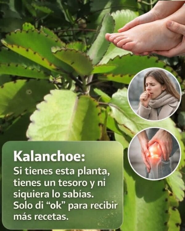 Kalanchoe: El Tesoro Verde que Alivia y Fortalece tu Salu.. ver mas