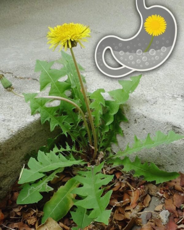 Beneficios del Diente de León: Propiedades y Recetas Naturales