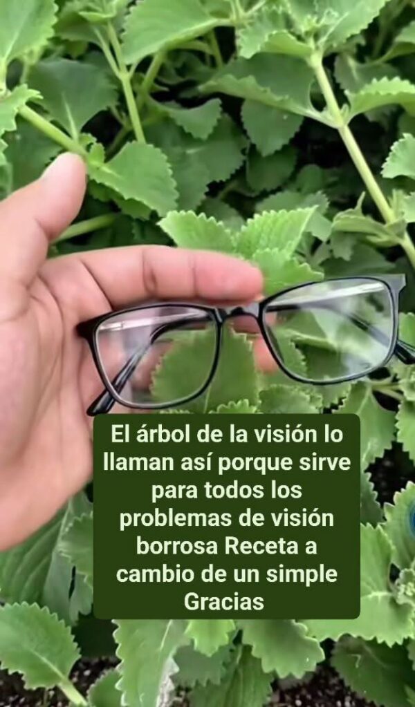 MAGUEY MORADO: TESORO DE LA MEDICINA TRADICIONAL MEXICANA
