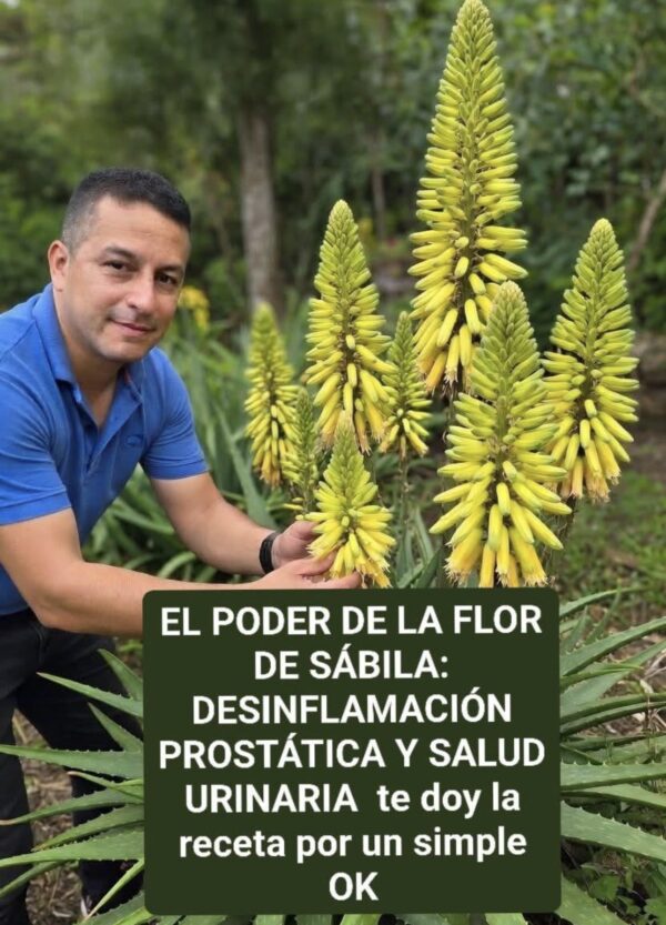EL MISTERIO Y LA MAJESTUOSIDAD DE LA FLORACIÓN DEL ALOE VERA