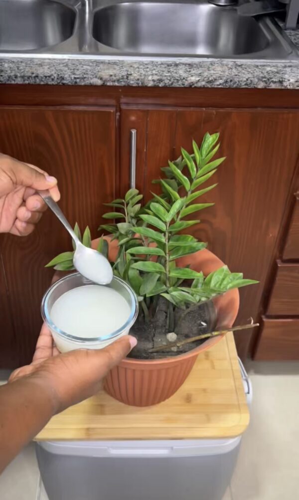 Abono Casero de Arroz y Limón: El Secreto para Revivir y Hacer Crecer Tus Plantas