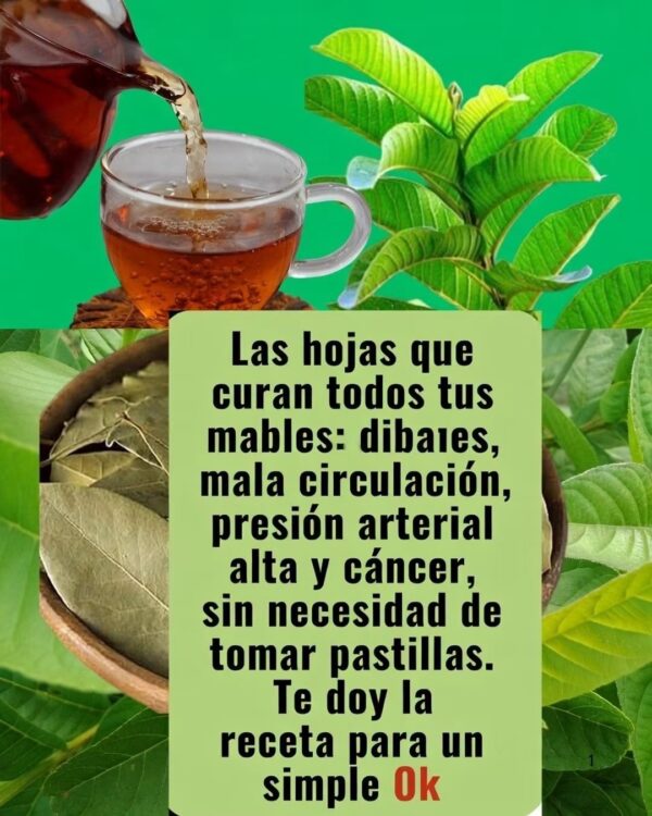 Hojas naturales medicinales: cuáles realmente ayudan a tu salud y cómo usarlas correctamente