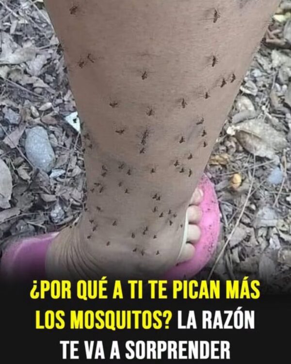 POR QUÉ LOS MOSQUITOS TE ELIGEN SIEMPRE: LA EXPLICACIÓN CIENTÍFICA QUE POCOS CONOCEN