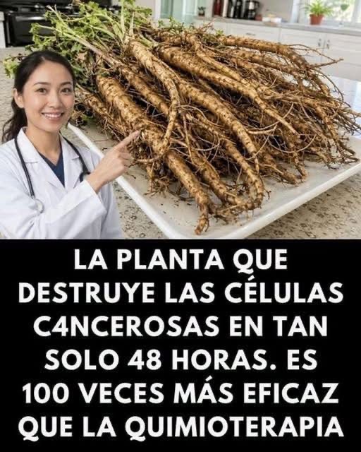 Raíz de Diente de León un Remedio Natural para la Salud