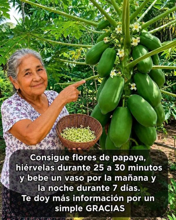 La hoja de papaya