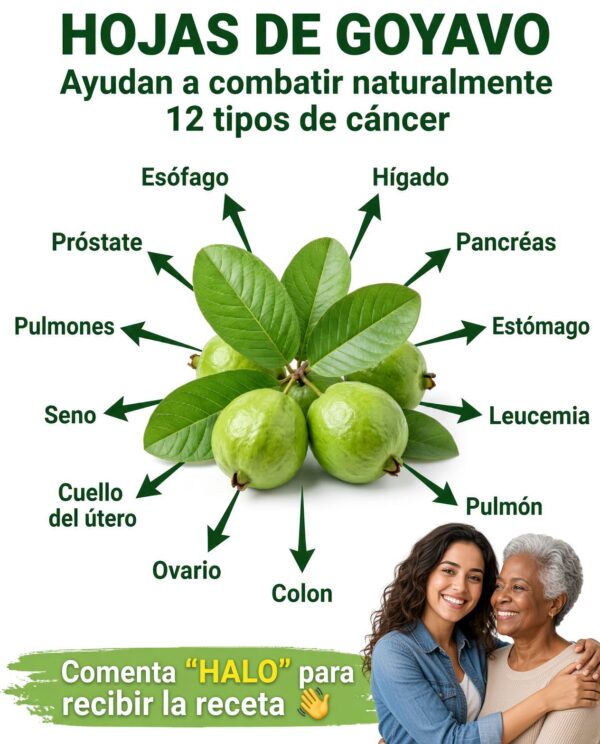 Las hojas de guayaba son las más extraordinarias del mundo.