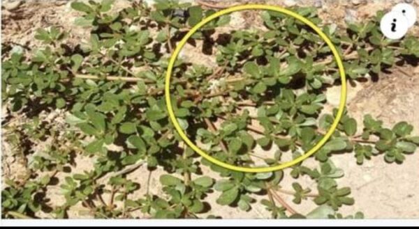 hojas de la planta del dinero