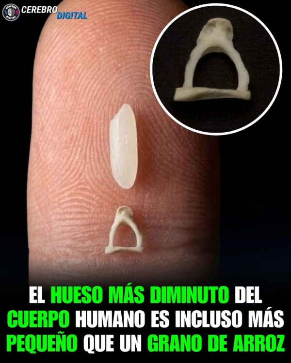 El estribo es el hueso más pequeño del cuerpo humano