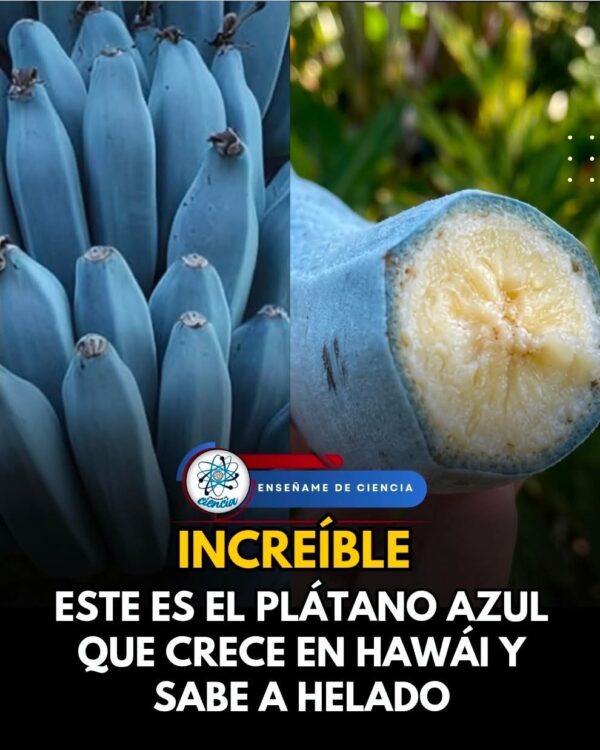 una variedad de plátano