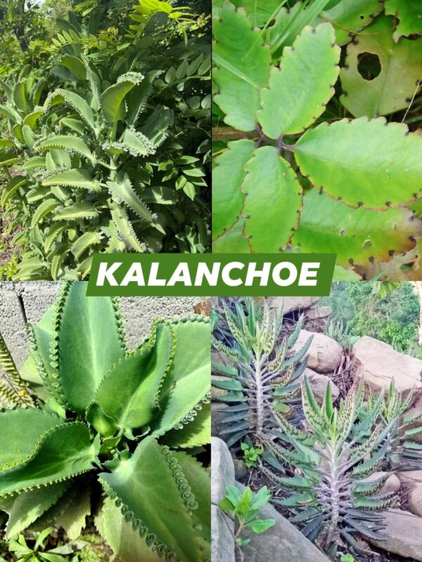 El kalanchoe