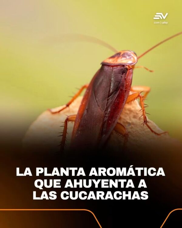 Descubre la planta aromática que ahuyenta las cucarachas de tu hogar