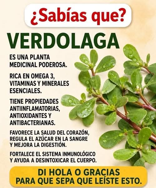 La verdolaga y sus usos tradicionales que quizás desconozcas