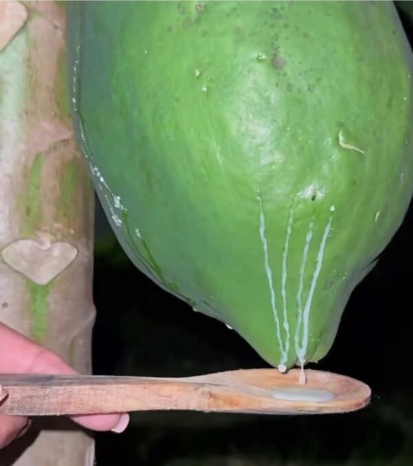 La leche de papaya