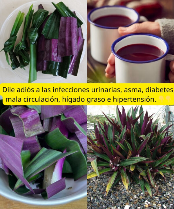 Dile adiós a las infecciones urinarias, asma, diabetes,El con maguey morado.